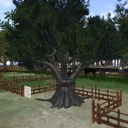 Kurumi Tree (walnut)I have redone the entire tree with the help of AI on the scripting.  It has a new look, realistic timing, new objects and best of all... things to collect at different times.  Here here is the info.Kurumi Tree (SF Kurumi)VivoSim Japanese Expansion🌰 Primary UseSF Kurumi (Walnuts) are harvested once per growth cycle and may be used in:Savory dishes, Sweets and desserts, Sauces and pastes, Traditional medicines (such as Kurumi Aburagusuri for pain relief) & Offerings and gifts to Temples🌿 Natural By-ProductsAs the tree grows, it also produces secondary materials that reflect real orchard behavior: SF Ha – Leaves, SF Shijo – Twigs, SF Eda – Branches, SF Ki – Wood, SF Maki – Firewood 🌳 Design PhilosophyThe Kurumi Tree is a dual-output orchard tree, not a timber source, but does deliver wood from time to time⏳ Growth & CareGrowth occurs over a multi-day seasonal cycleWater is required throughout the cycleNeglecting water will pause progressThis tree is designed to be checked periodically, not constantlyAutomation options may be enabled at the owner’s discretion, but manual care is encouraged for immersion.🧩 Japanese Ingredient SetTo support Japanese recipes and naming conventions, the following replacements are used: SF Kurumi → WalnutsAll names align with Japanese-themed recipes and future expansion content.🛠️ Technical Notes (for Advanced Users)This tree includes internal configuration and scripting changes to support Japanese ingredients and orchard behavior. These changes are already applied and require no modification for normal use.🌸 Thank you for supporting the VivoSim Japanese Expansion.